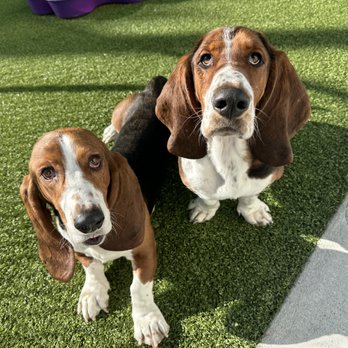 PetSuites Fulshear - "Audra brought a friend in for me. We even look alike! Audra is the best!" - Pet Training Near Me - Fulshear, Texas PetSuites Fulshear - "Audra brought a friend in for me. We even look alike! Audra is the best!" - Pet Training Near Me - Fulshear, Texas