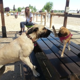 There's a separate section at Sherwood Dog Park for small dogs and big dogs, but sometimes they like to play together. There's a separate section at Sherwood Dog Park for small dogs and big dogs, but sometimes they like to play together.