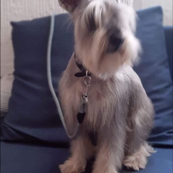 Lorena'S Dog Grooming: Transform Your Pet's Style