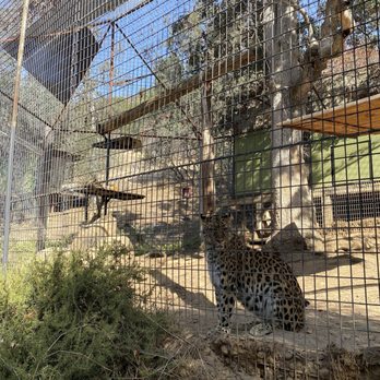 Project Survival's Cat Haven - Zoos Near Me - Dunlap, California