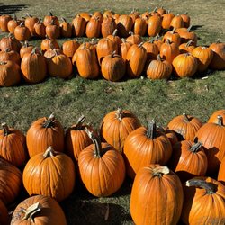 Jonamac Orchard - Small ($5), medium ($10), large ($15) pumpkin options