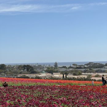 The Flower Fields - Venues & Event Spaces Near Me - Carlsbad, California The Flower Fields - Venues & Event Spaces Near Me - Carlsbad, California