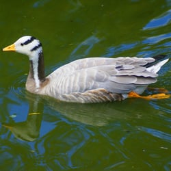 National Wetlands Centre - At the National Wetlands Centre, Llanelli, Wales