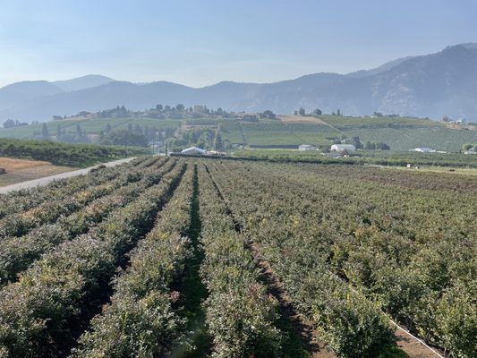 Blueberry Hills Farm by null