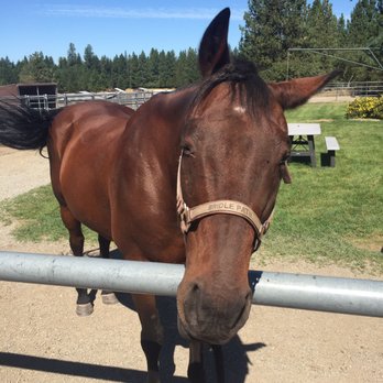 Bridle Path Quarter Horses - Horseback Riding Near Me - Hayden, Idaho Bridle Path Quarter Horses - Horseback Riding Near Me - Hayden, Idaho