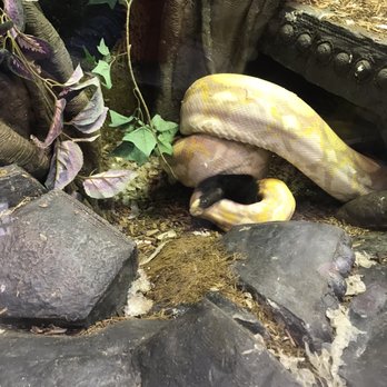 East Bay Vivarium - Large snake getting fed was awesome to witness - Reptile Shops Near Me - Berkeley, California