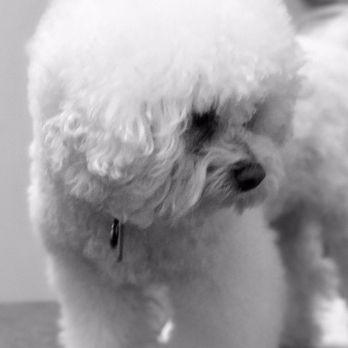 Sophisticuts Dog Grooming 2025