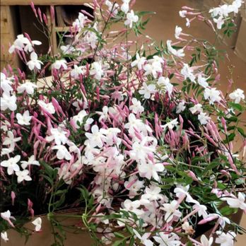 Trader Joe's - The most fragrant Jasmine - Grocery Near Me - Phoenix, Arizona Trader Joe's - The most fragrant Jasmine - Grocery Near Me - Phoenix, Arizona