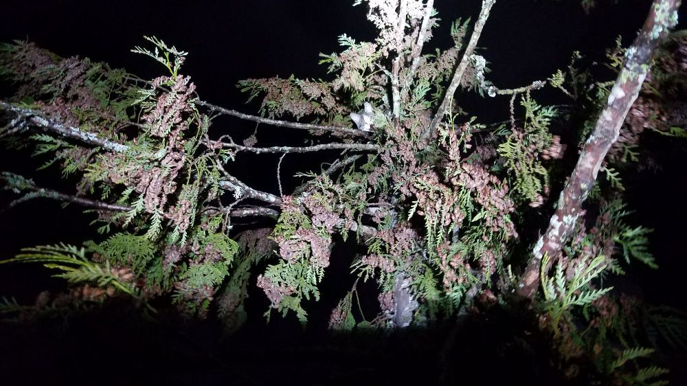 Pacific Ascent - tree service in Seattle, WA
