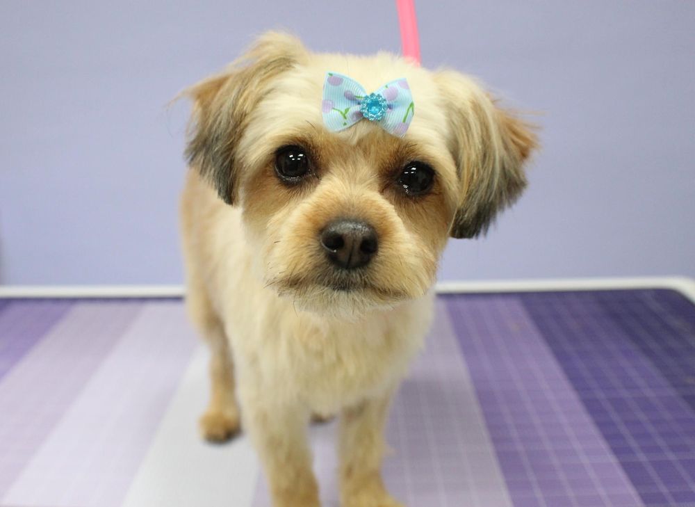 Balboa’s Bed & Biscuit - pet boarding facility in Tucson, AZ