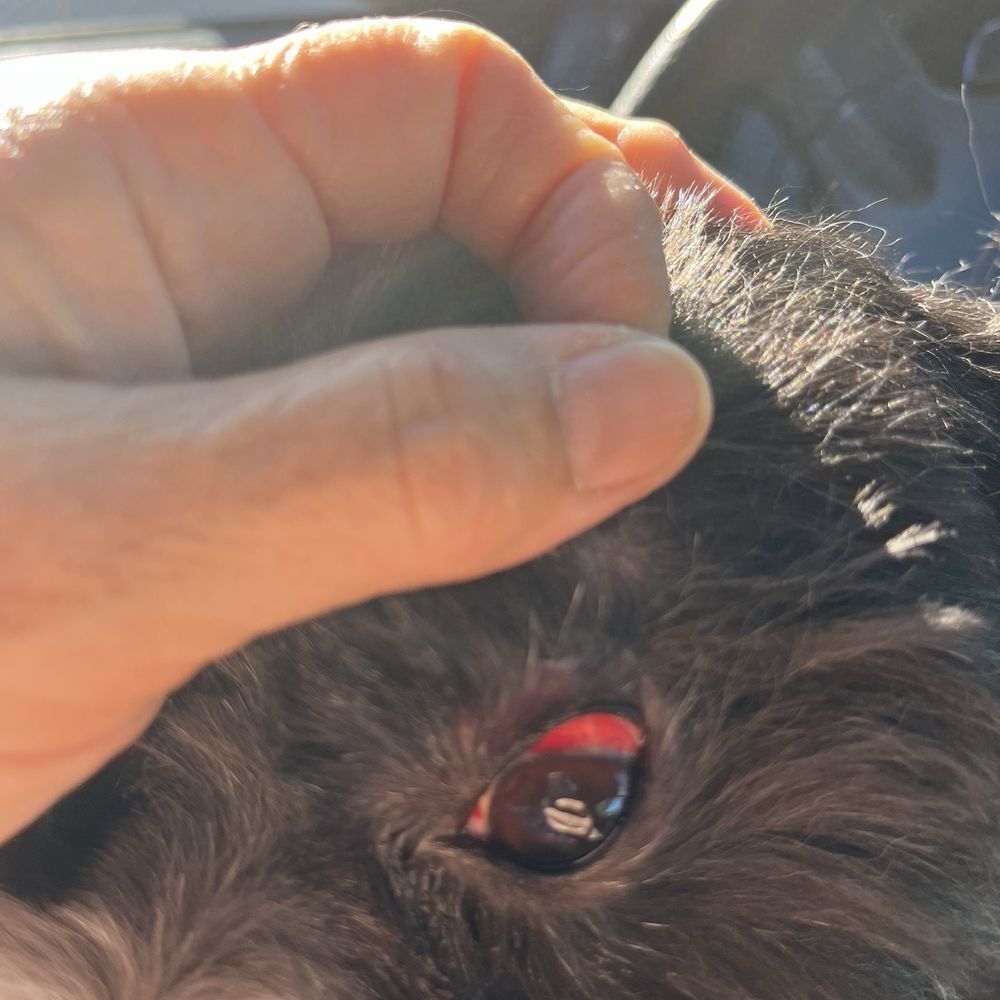 Pooch & Purr - Bloodshot eyes - Pet Groomers Near Me - Sacramento, California