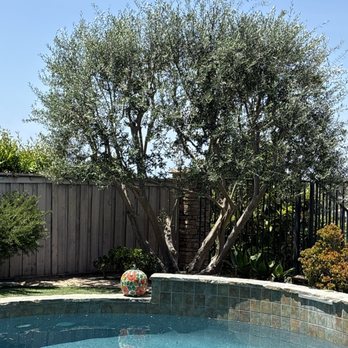 Highland Tree Care - After pruning - Tree Services Near Me - Escondido, California Highland Tree Care - After pruning - Tree Services Near Me - Escondido, California