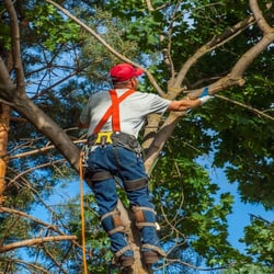 S H Tree Services