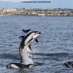 Oceanside Adventures - Pacific white sided dolphin