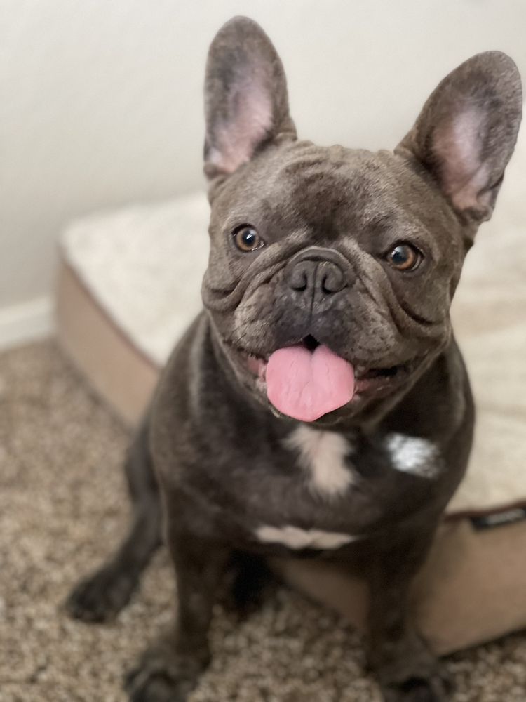 PUFF & FLUFF GROOMING LITCHFIELD Updated May 2024 33 Photos & 37