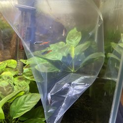 V.I. Pets Cutlerville - Acclimating fish from VIPets ... one dead In the corner before I even started.
