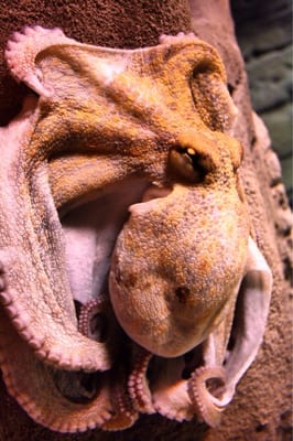 Sevilla Aquarium by null