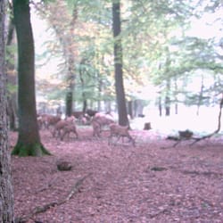Hirschbrunft im Wildwald Voßwinkel