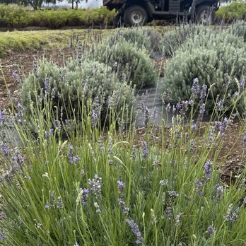 Ali'i Kula Lavender - My favorite type of lavender - Tours Near Me - Kula, Hawaii Ali'i Kula Lavender - My favorite type of lavender - Tours Near Me - Kula, Hawaii