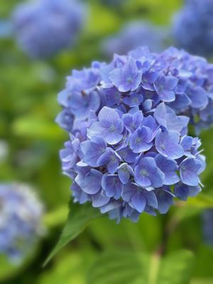 Wallitsch Nursery & Landscaping