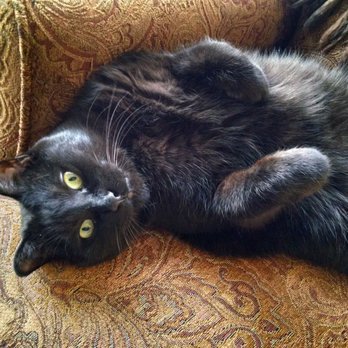 Buffalo Mountain Animal Hospital - Veterinarians Near Me - Dillon, Colorado