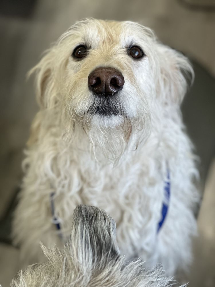 THE DESERT DOG SPA 12 Photos 309 W Main St, Bloomfield, New Mexico