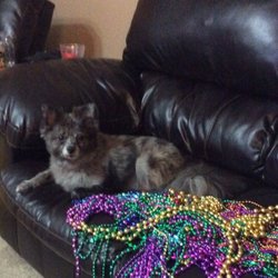 Missy's Pet Grooming - Levi the very spoiled Pom