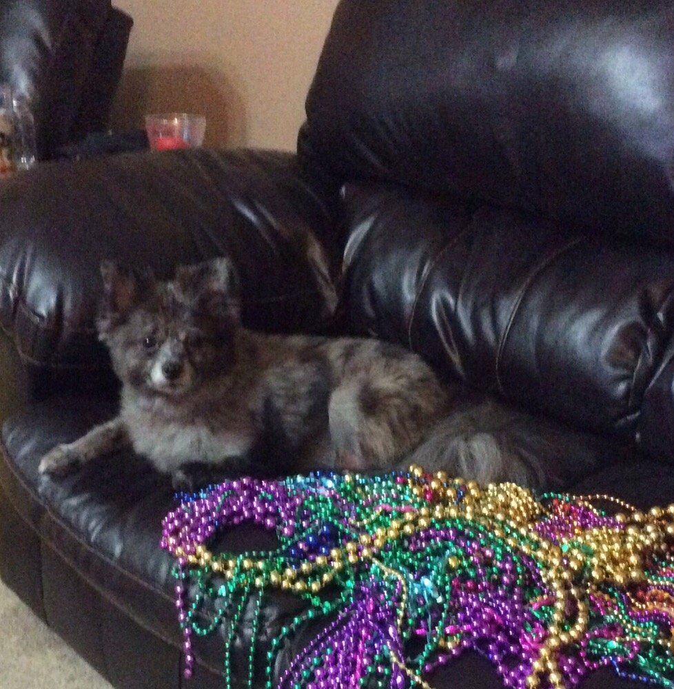 MISSY’S PET GROOMING Updated July 2024 2273 N Highland Ave, Jackson