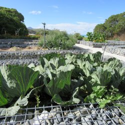 The Store Kekerengu - Beautiful cabbages in their vegetable garden.