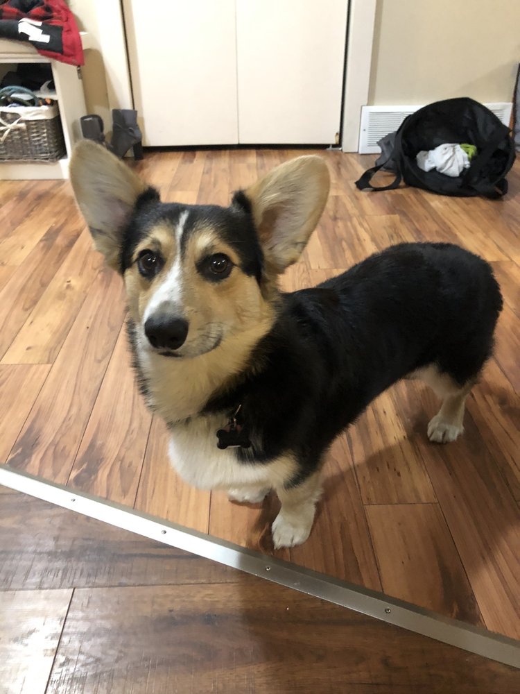 MARVEL ME DOG GROOMING Updated September 2024 1376 Cypress Drive