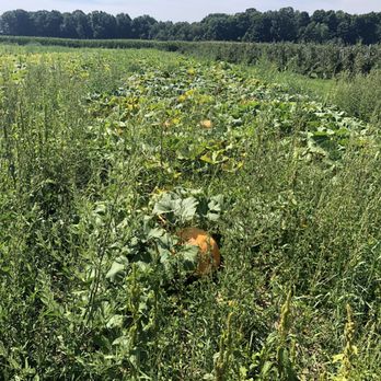 Great Lakes Farms - a pumpkin patch on a sunny day - Fruits & Veggies Near Me - Port Stanley, Ontario Great Lakes Farms - a pumpkin patch on a sunny day - Fruits & Veggies Near Me - Port Stanley, Ontario