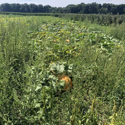 Great Lakes Farms