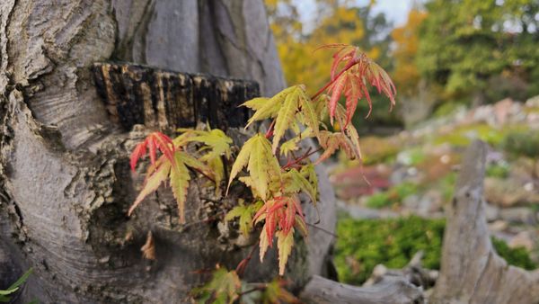 Botanical Garden by null Botanical Garden by null