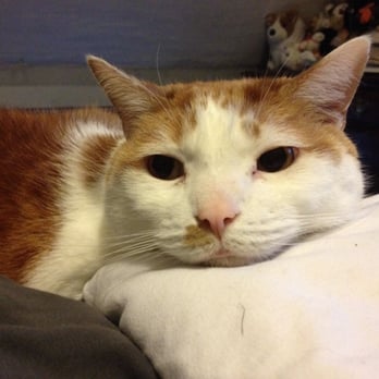 Pets & Petals - Thank you, Auntie Diane! - Pet Sitting Near Me Pets & Petals - Thank you, Auntie Diane! - Pet Sitting Near Me