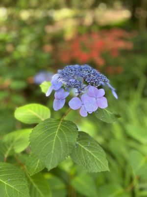 Elizabethan Gardens by null