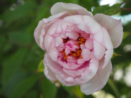 Tropical Greenhouse by null