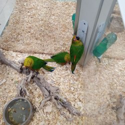 The birds have no water, they look so sad, I worked there and they don't treat the animals right