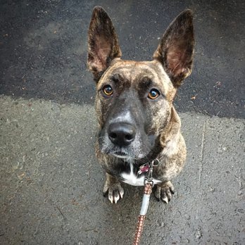 Love The Leash Dog Walking Service - Look at those ears! - Dog Walkers Near Me Love The Leash Dog Walking Service - Look at those ears! - Dog Walkers Near Me