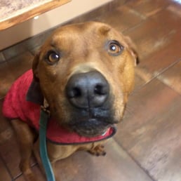 Boone at Northgate Pet Clinic