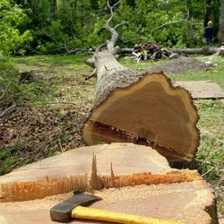 Family Tree Services