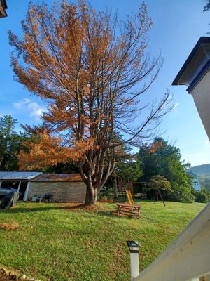 Shifflett Tree Service