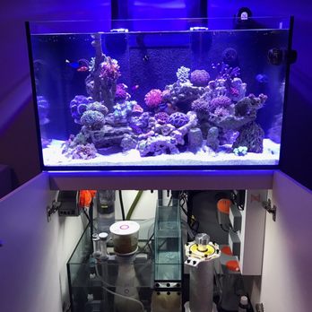 Ocean Treasures Servicing - My sump is looking pro thanks to the custom installation! - Aquarium Services Near Me - San Francisco, California Ocean Treasures Servicing - My sump is looking pro thanks to the custom installation! - Aquarium Services Near Me - San Francisco, California