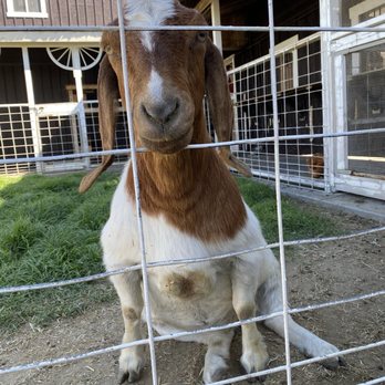 Bravo Farms Traver - Petting zoo - Cheese Shops Near Me - Traver, California