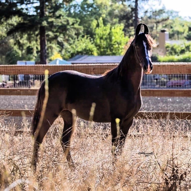 SANDHU STABLES Updated September 2024 5900 Old School Rd, Danville