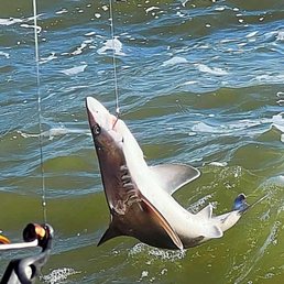 Baby shark Baby shark