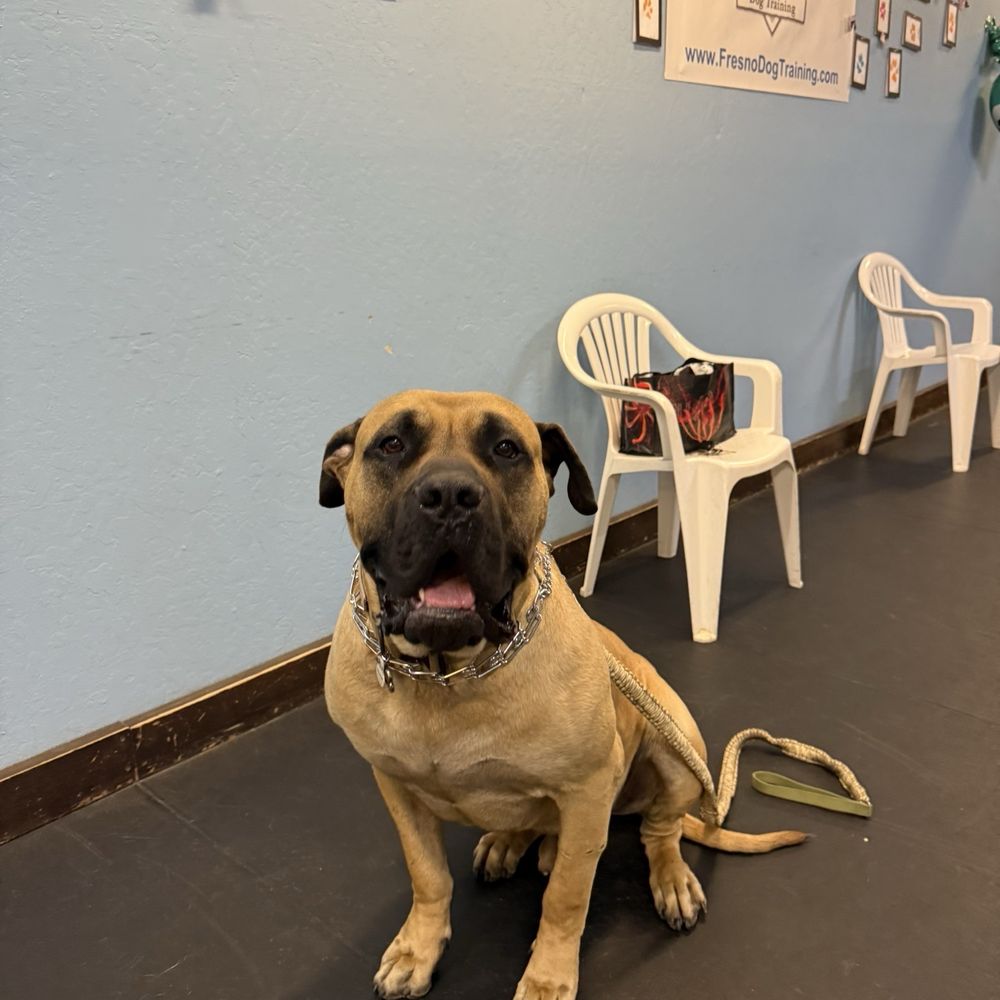Ryker Dog Training - Pet Training Near Me - Fresno, California Ryker Dog Training - Pet Training Near Me - Fresno, California