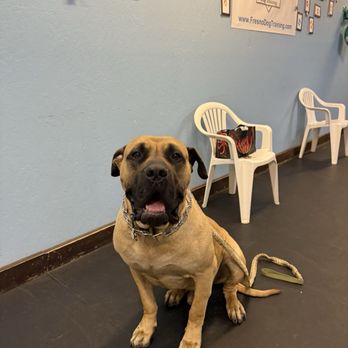 Ryker Dog Training - Pet Training Near Me - Fresno, California Ryker Dog Training - Pet Training Near Me - Fresno, California
