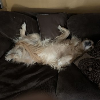 Kaalys Mobile Pet Grooming - Before pic 2 (yeah I'm so happy I don't have to vacuum the couch for a while) - Pet Groomers Near Me - Vista, California