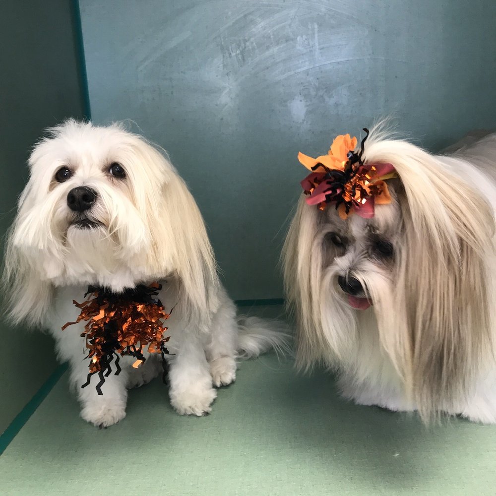 Mary's Pet Salon - Bella and Milo - Pet Stores Near Me - Thousand Oaks, California Mary's Pet Salon - Bella and Milo - Pet Stores Near Me - Thousand Oaks, California