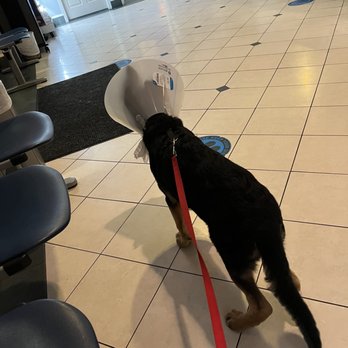 Miami Veterinary Specialists - Dog - Emergency Pet Hospital Near Me - Miami, Florida Miami Veterinary Specialists - Dog - Emergency Pet Hospital Near Me - Miami, Florida